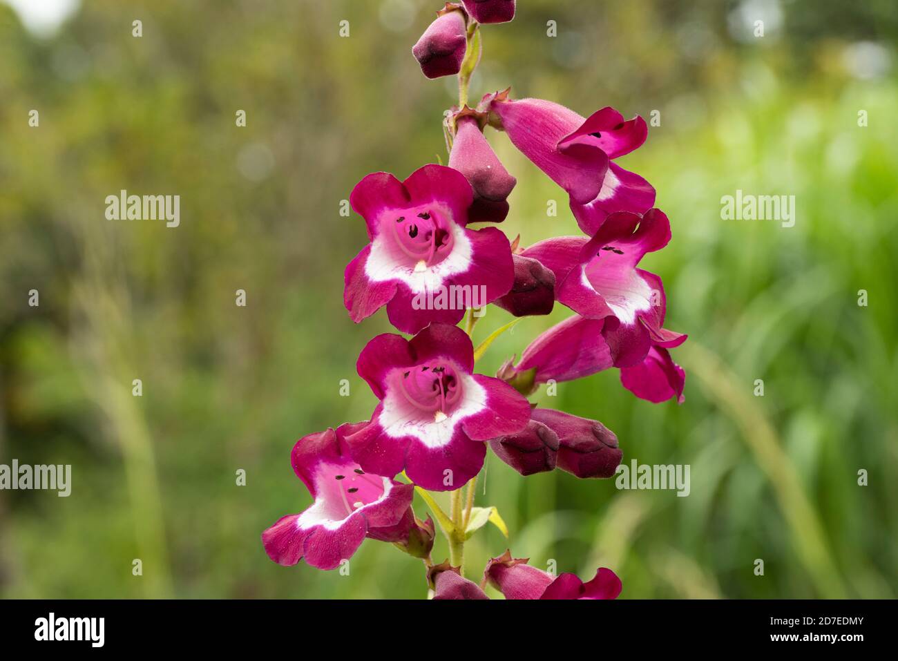 Glockenartige Blumen Stockfotos Und Bilder Kaufen Alamy