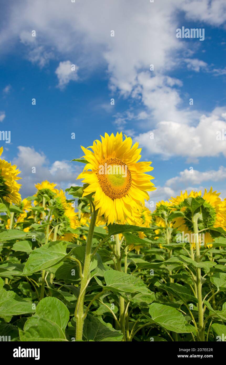 Nahaufnahme von schönen blühenden Sonnenblumen wachsen in landwirtschaftlichen Bereich Stockfoto