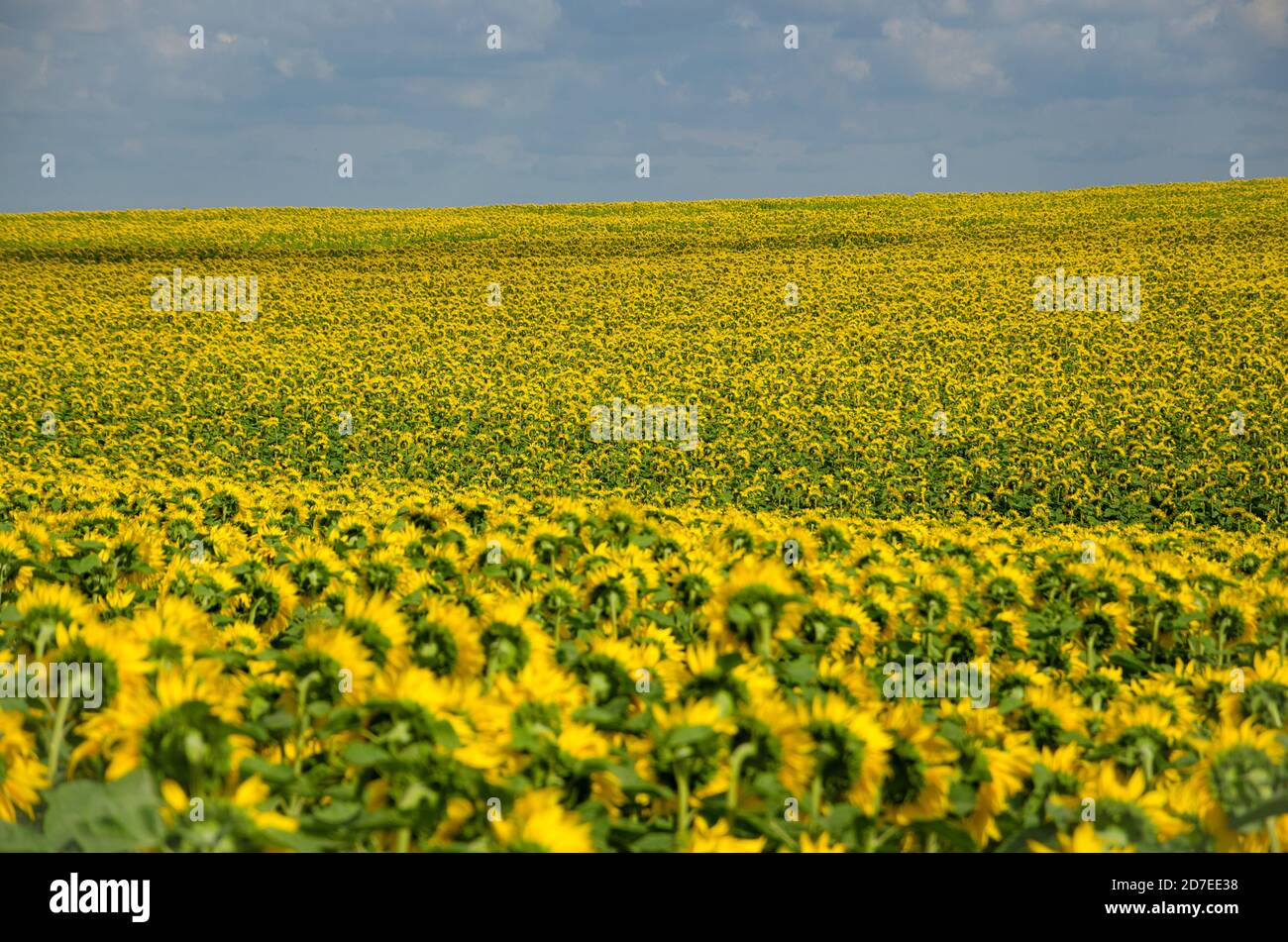 Feld von blühenden Sonnenblumen auf einem Hintergrund des wolkigen blauen Himmels. Stockfoto