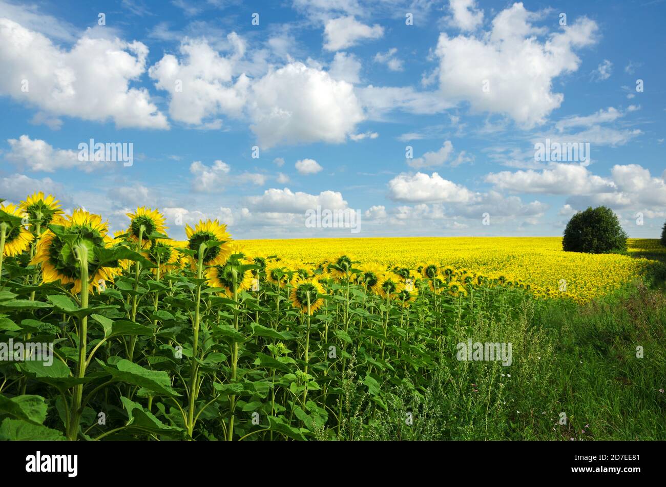 Feld von blühenden Sonnenblumen auf einem Hintergrund des wolkigen blauen Himmels. Stockfoto