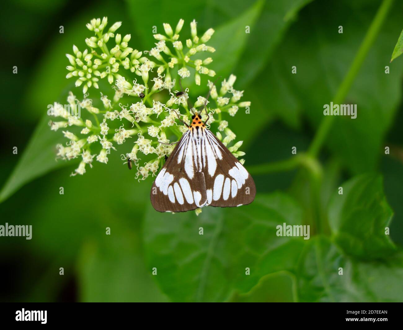 Schwarz-weiße Farbe Schmetterling auf mikania skandens oder Klettern Hempweed Blumen , selektive Fokus Stockfoto