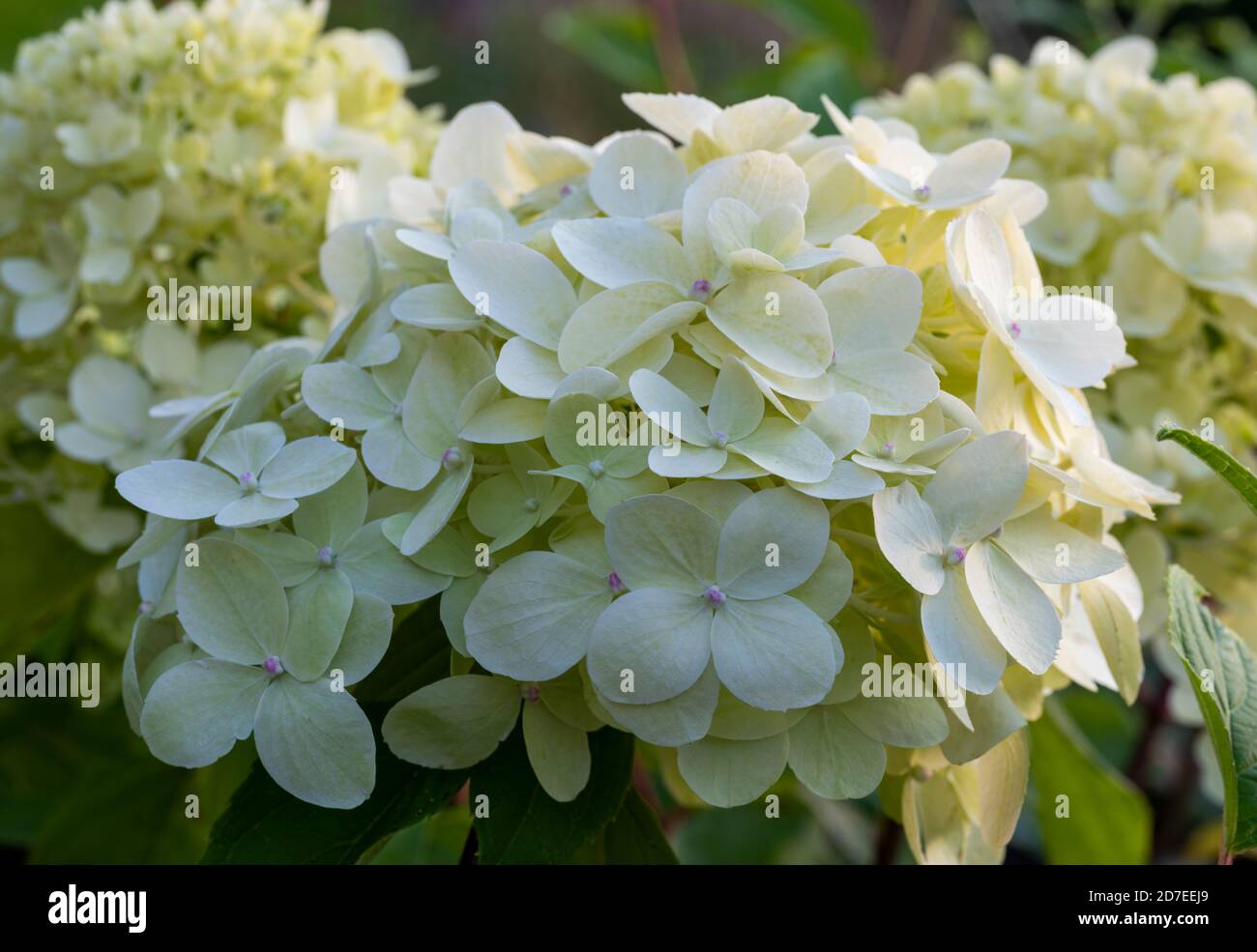 Nahaufnahme von cremig grünen weißen Blütenblättern der Hortensia paniculata 'Limelight'. Blumenköpfe verschwommen im Hintergrund. Stockfoto