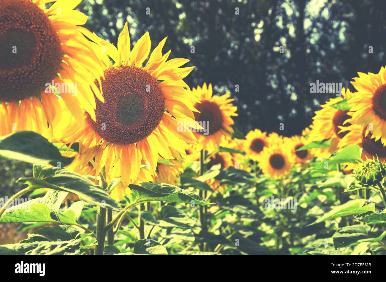 Nahaufnahme von schönen blühenden Sonnenblumen wachsen in landwirtschaftlichen Bereich Stockfoto
