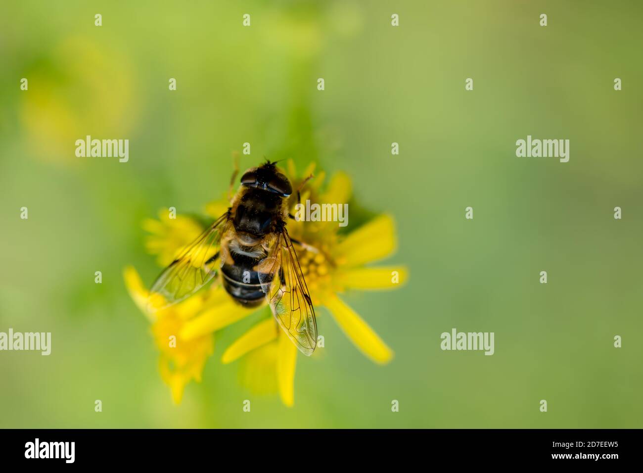 Eine Honigbiene mit Pollen auf gelber Ragwürzeblüte mit Leerraum Stockfoto