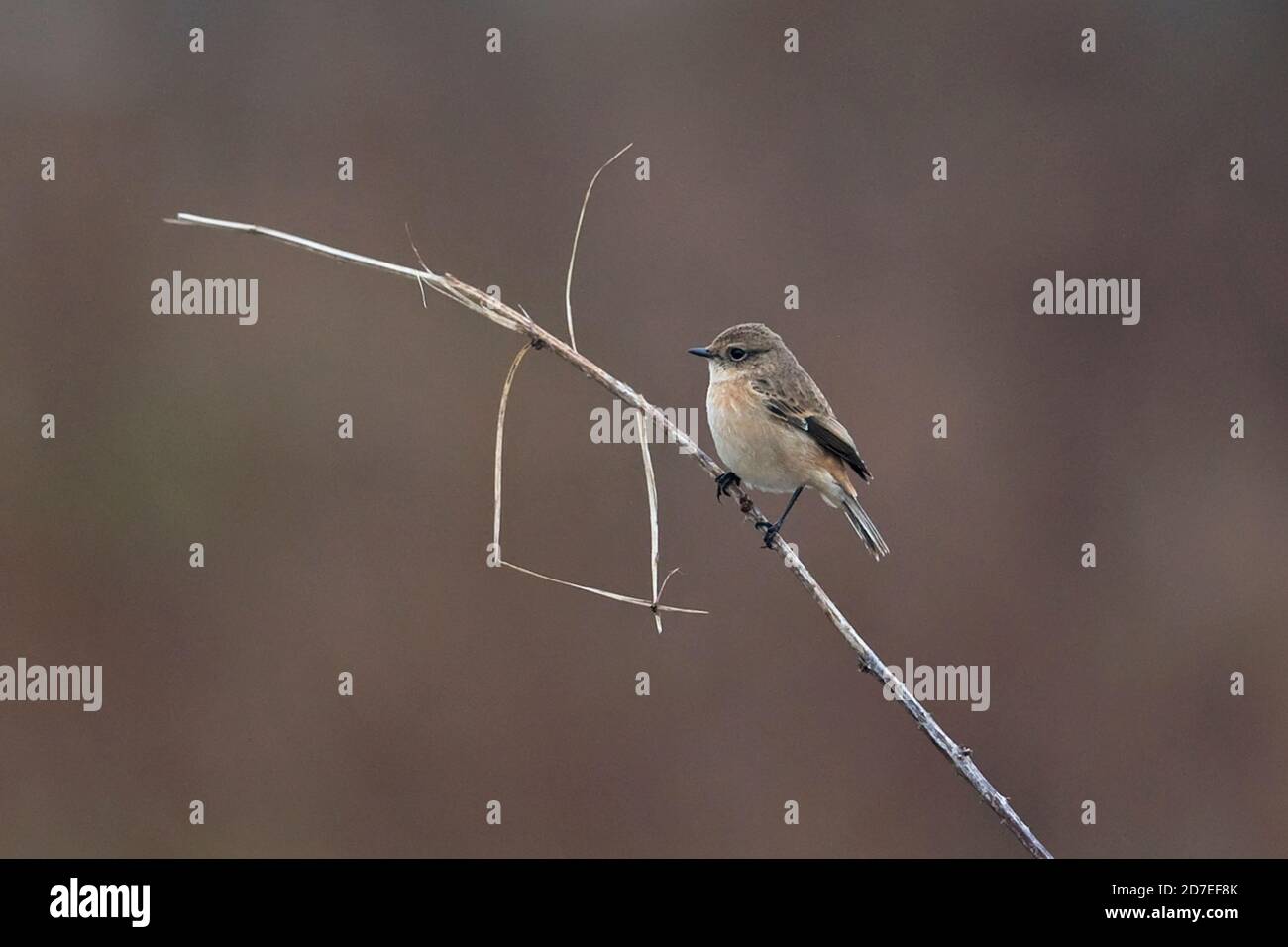 Stejnegers Stonechat (Saxicola stejnegeri) Stockfoto