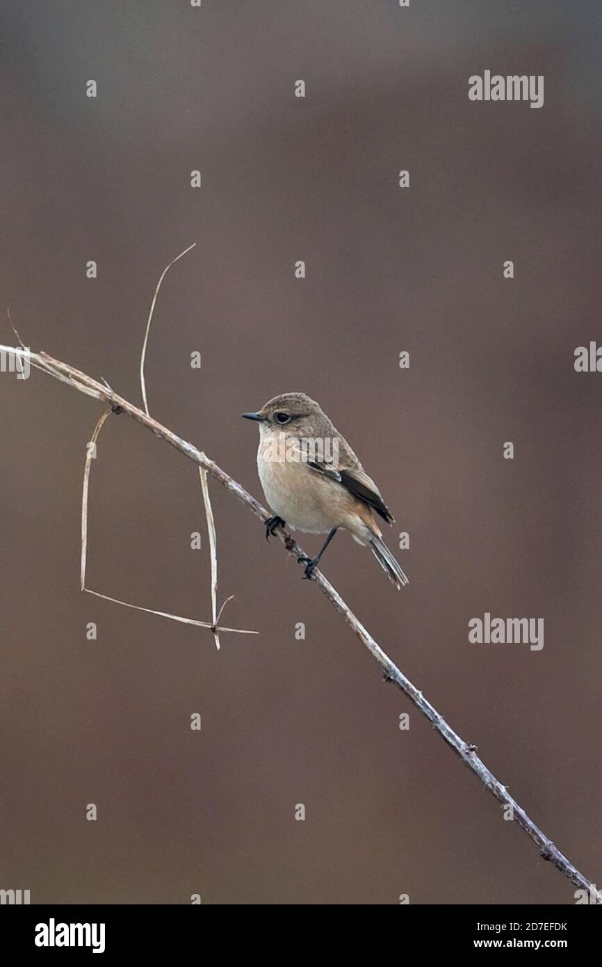 Stejnegers Stonechat (Saxicola stejnegeri) Stockfoto