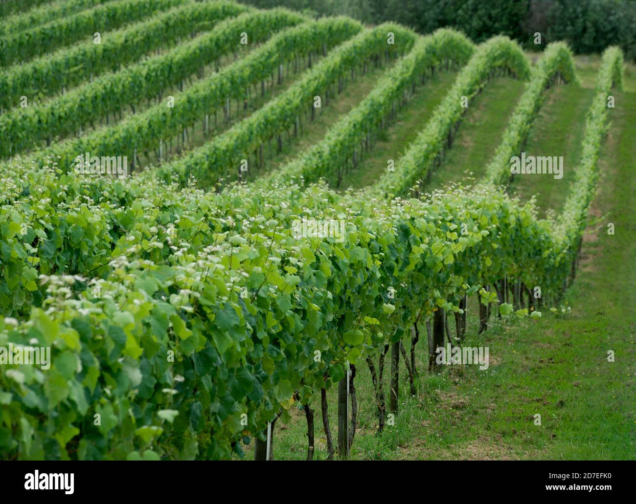 Weingarten.landschaftlich schöne Ansicht der Weinberge in Neuseeland. Weinberge sind Gebiete, in denen Trauben angebaut werden. Vineyeards sind typische Landschaft in New Zelaland Stockfoto