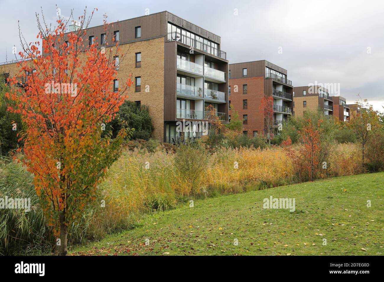 Neue Wohnblocks mit Blick auf den Sutcliffe Park, Teil von Kidbrooke Village, einem riesigen neuen Wohngebiet im Londoner Stadtteil Greenwich, Großbritannien. Stockfoto