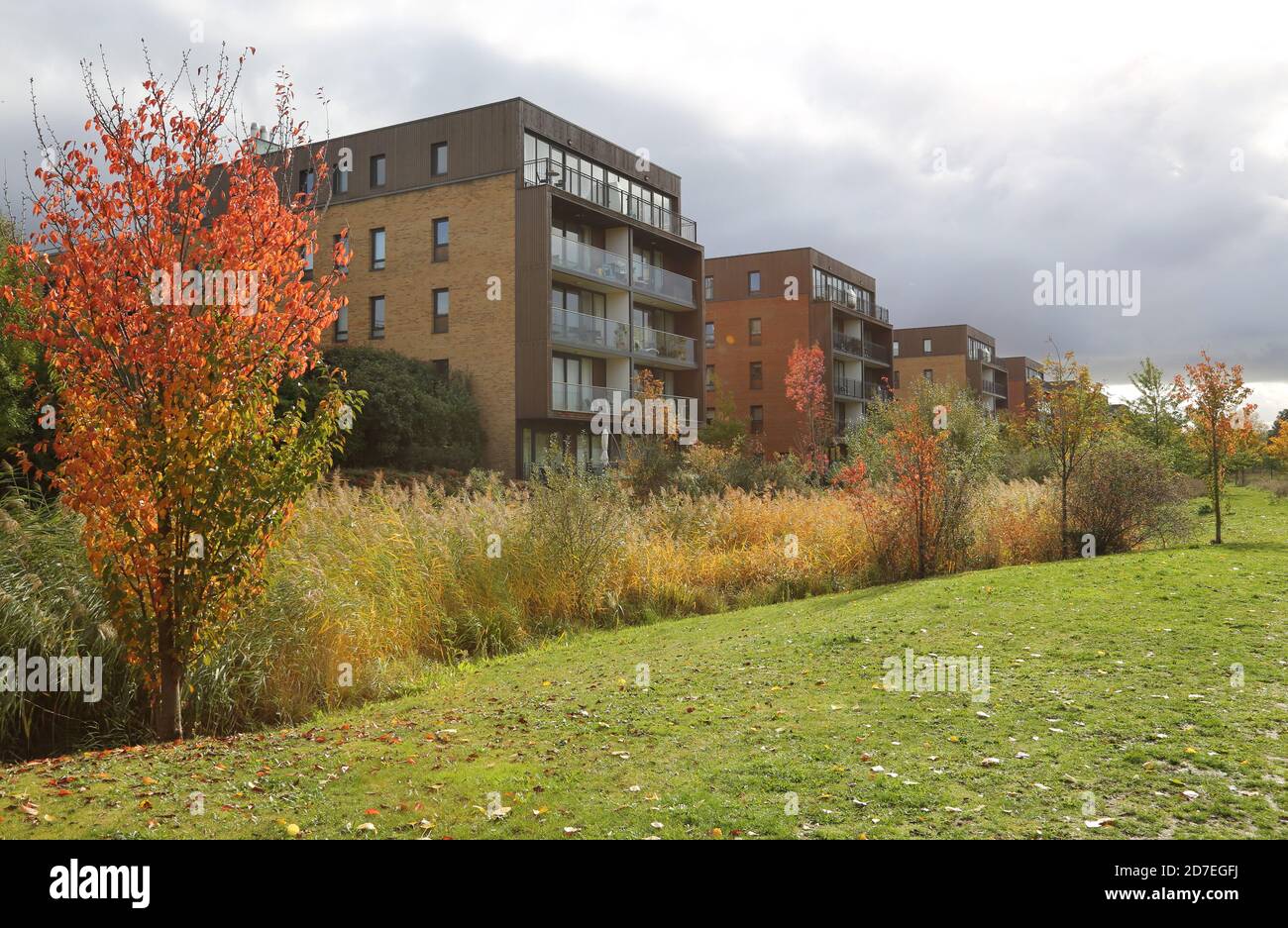Neue Wohnblocks mit Blick auf den Sutcliffe Park, Teil von Kidbrooke Village, einem riesigen neuen Wohngebiet im Londoner Stadtteil Greenwich, Großbritannien. Stockfoto
