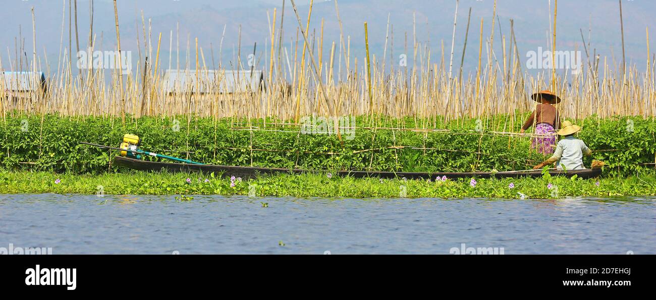 Frauen und schwimmende Gärten im Inle See, Myanmar. Zwei Frauen kümmern sich um ihre schwimmenden Gärten am Inle-See. Beide befinden sich auf Booten. Stockfoto