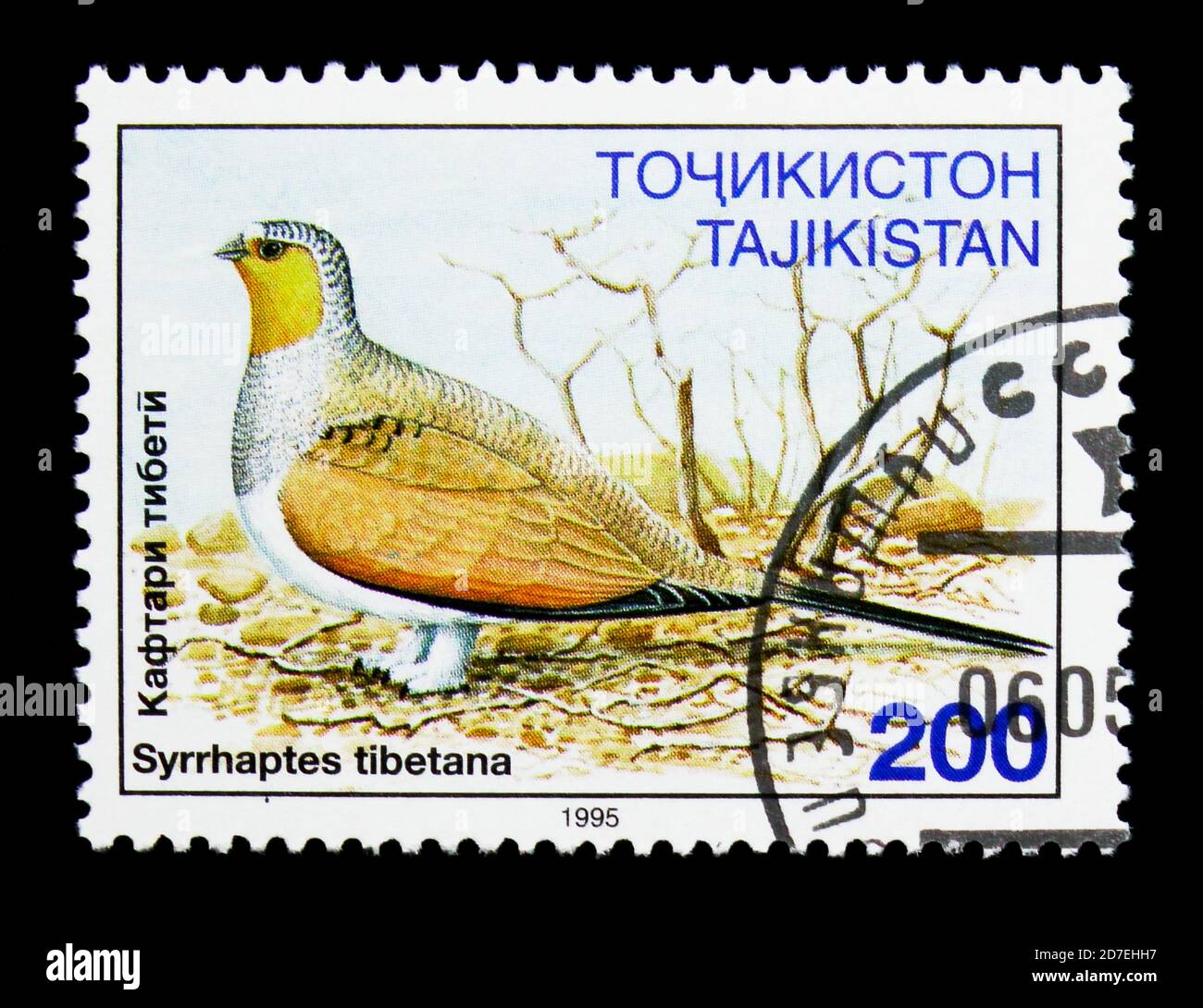 MOSKAU, RUSSLAND - 26. NOVEMBER 2017: Eine in Tadschikistan gedruckte Briefmarke zeigt Tibetanisches Sandhuhn (Syrrhaptes tibetana), Vogelserie, um 1996 Stockfoto
