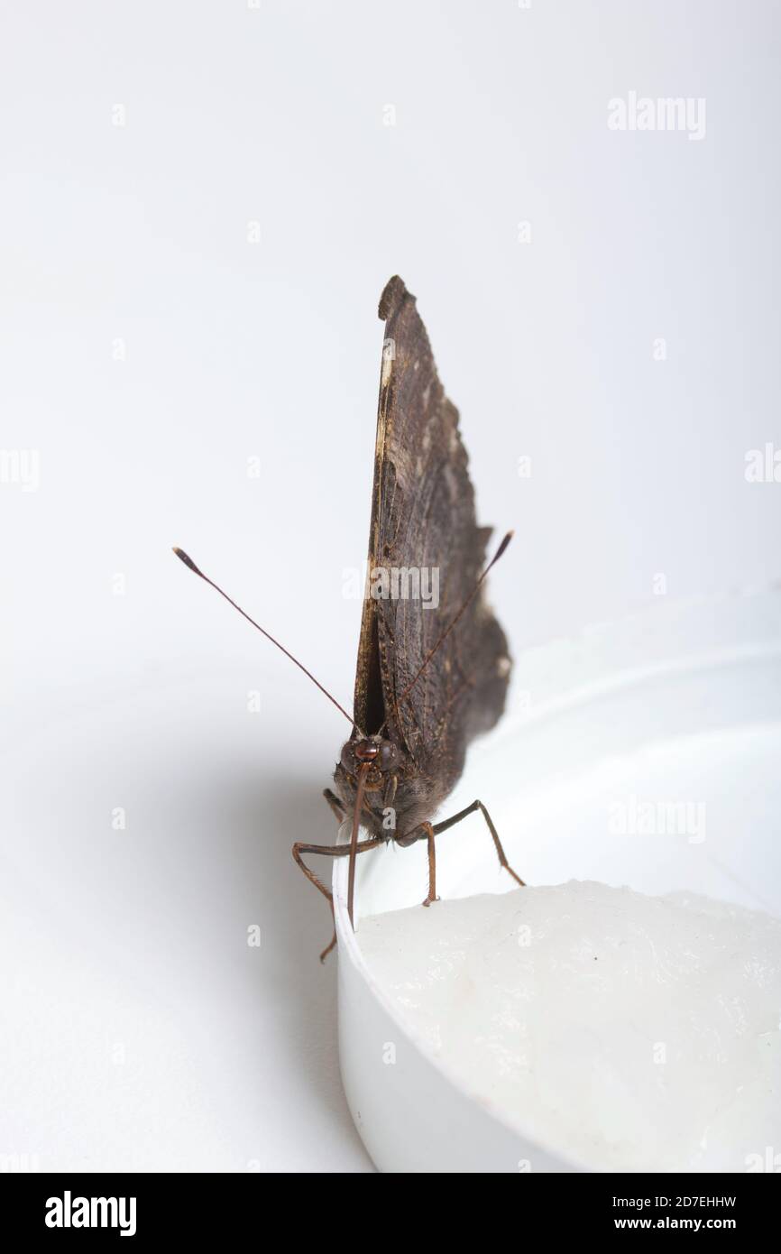 Der Peacock Butterfly frisst Zuckersirup auf einem Baumwollball. Auf weißem Hintergrund. Nahaufnahme. Stockfoto