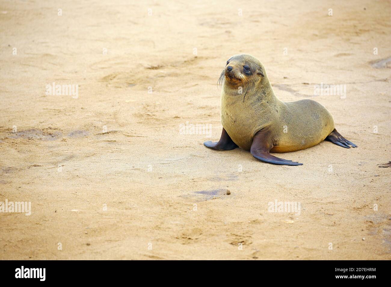 Niedliches Baby Seelöwe in Namibia Stockfoto