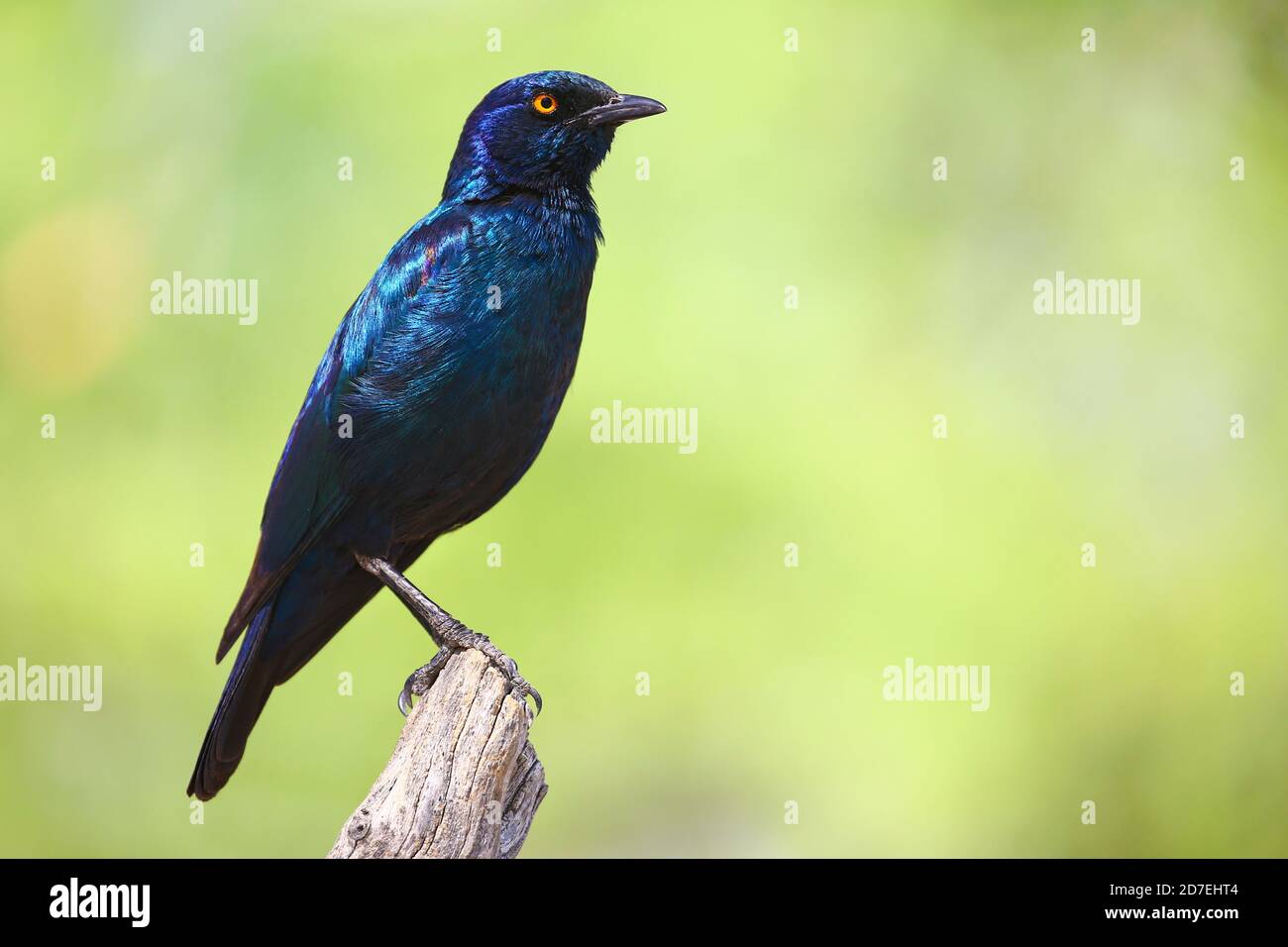 Blauohrstarren im Etosha National Park Stockfoto