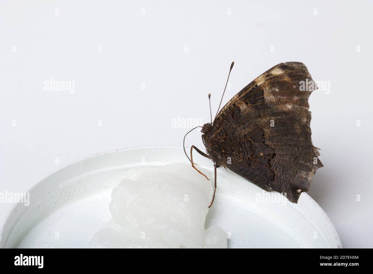 Der Peacock Butterfly frisst Zuckersirup auf einem Baumwollball. Auf weißem Hintergrund. Nahaufnahme. Stockfoto