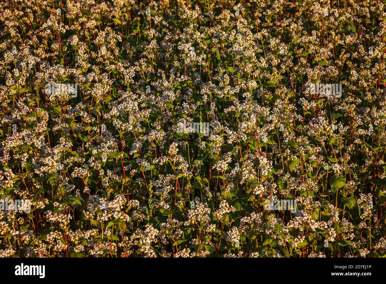 Blühender Buchweizen im Feld als Hintergrund. Stockfoto