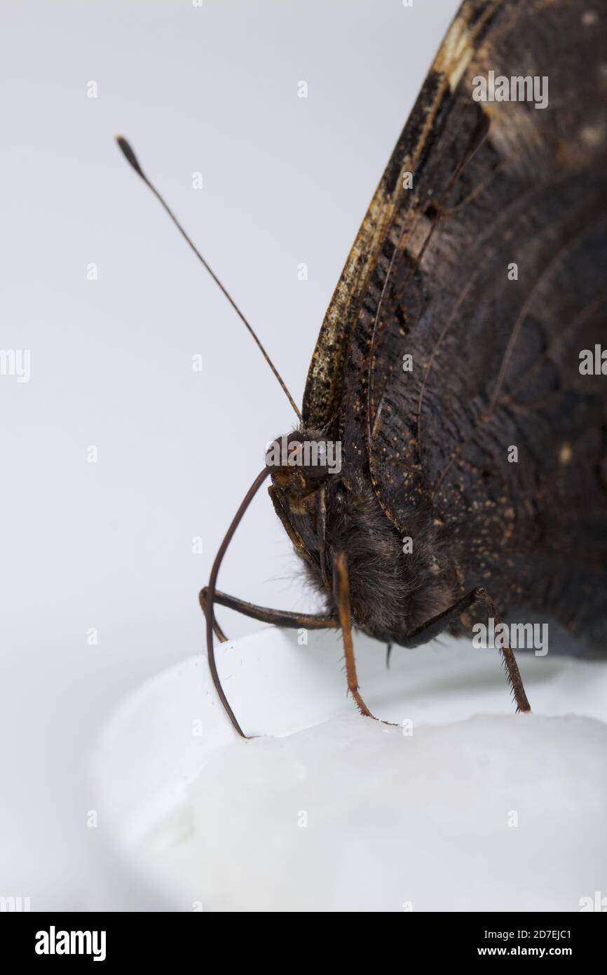 Der Peacock Butterfly frisst Zuckersirup auf einem Baumwollball. Auf weißem Hintergrund. Nahaufnahme. Stockfoto