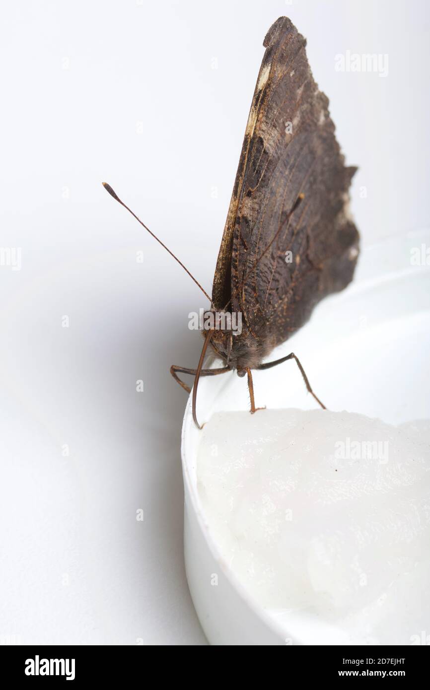 Der Peacock Butterfly frisst Zuckersirup auf einem Baumwollball. Auf weißem Hintergrund. Nahaufnahme. Stockfoto