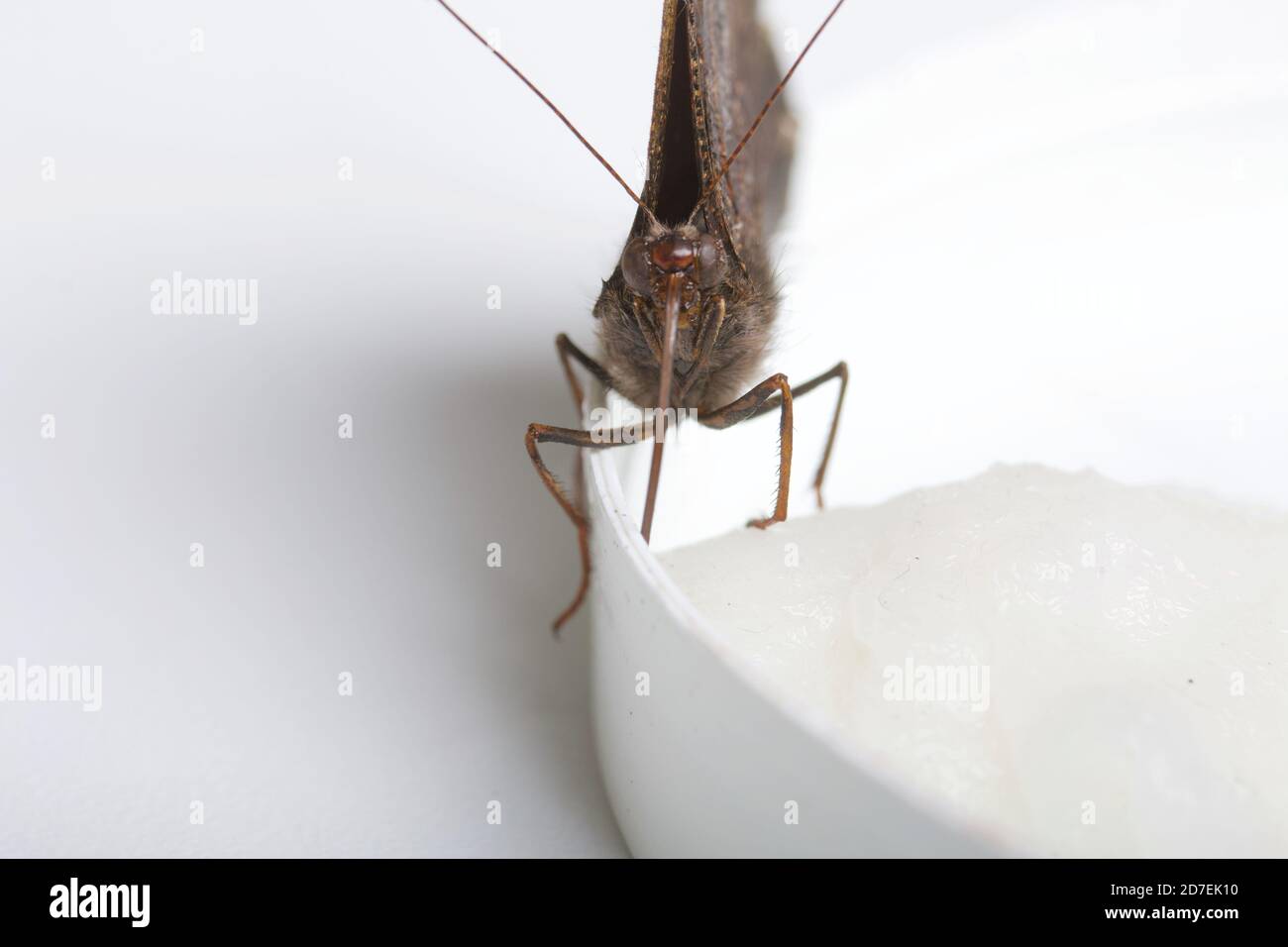 Der Peacock Butterfly frisst Zuckersirup auf einem Baumwollball. Auf weißem Hintergrund. Nahaufnahme. Stockfoto