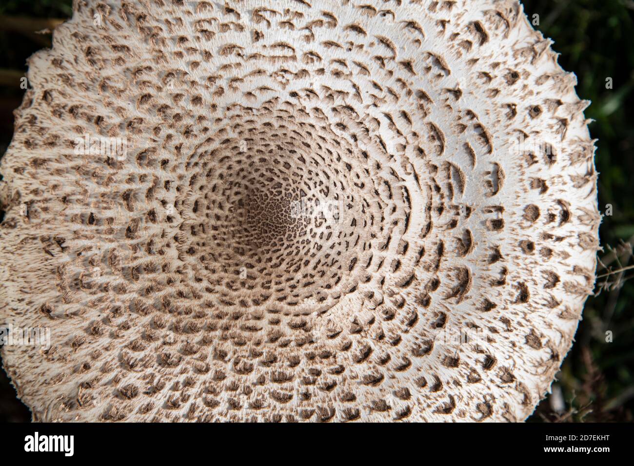 Sonnenschirm Pilz: Macrolepiota procera. Surrey, Großbritannien. Stockfoto