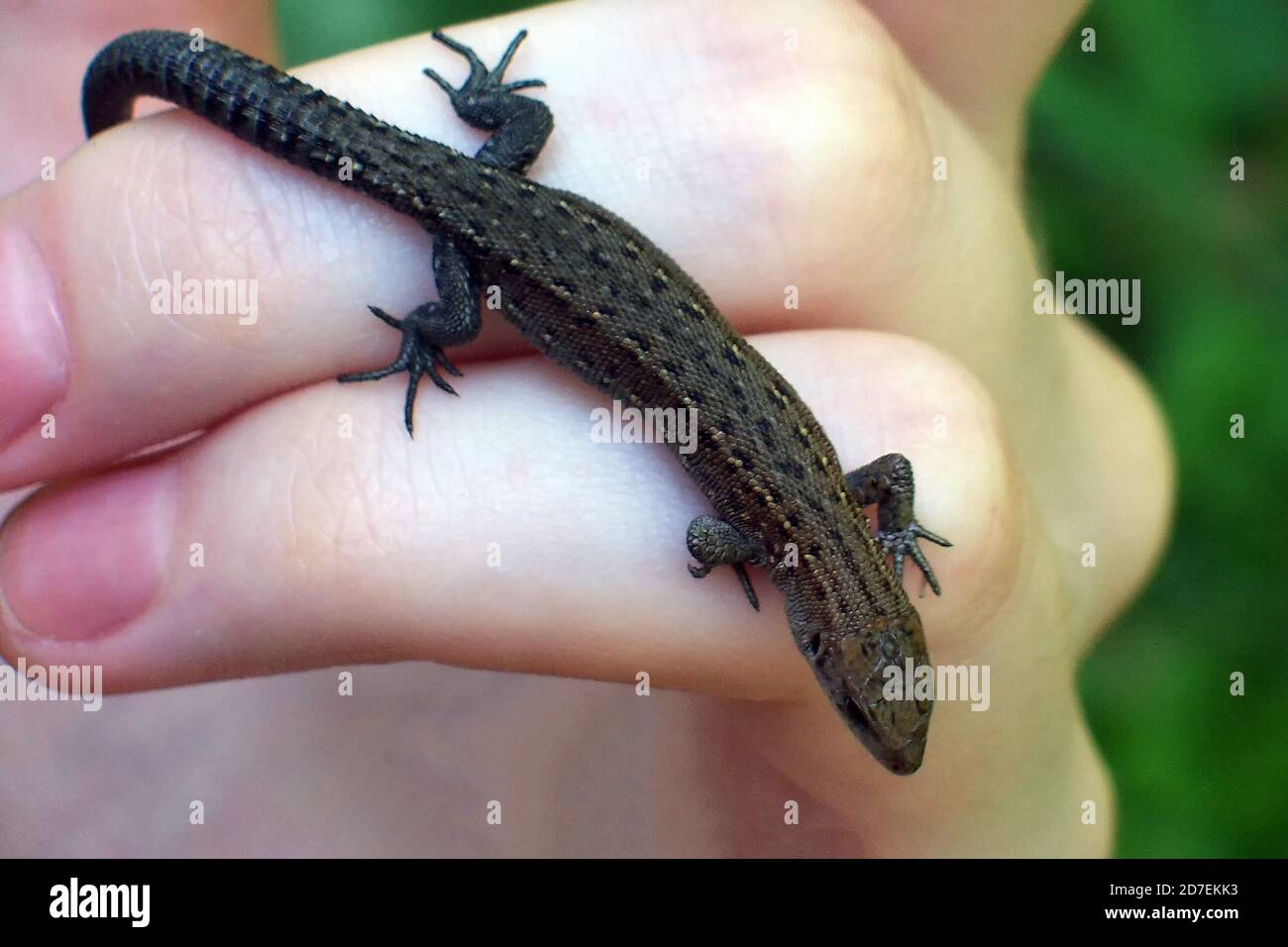 Eine kleine Eidechse in den Händen gegen das Gras. Wild Reptile Nahaufnahme von Mann gehalten Stockfoto