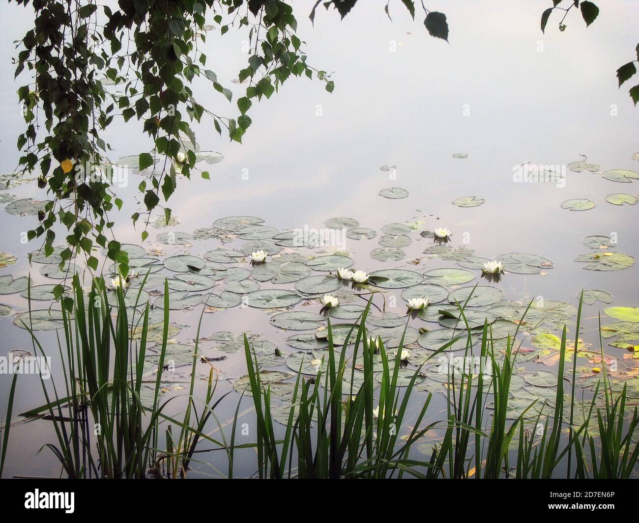 Blühende weiße Lilien auf der Wasseroberfläche des Teiches. Schöne blühende Wasserpflanze. Viele weiße Seerosen auf dem See. Stockfoto