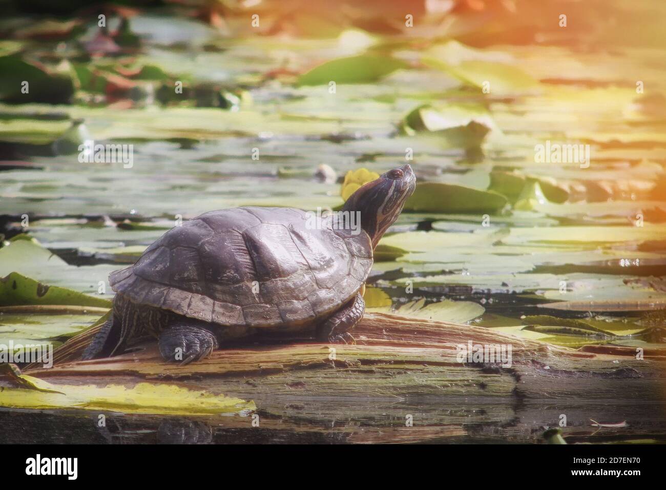 Rotohrschildkröte im Teich auf dem Brett. Schildkröte in einem nicht-einheimischen Lebensraum. Trachemys scripta sonnt sich in der Sonne. Stockfoto