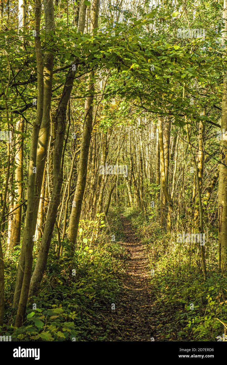 Ein schmaler Weg, eigentlich eine stillstehende Eisenbahnlinie, durch Herbstwälder mit Sonnenschein durch die Bäume Stockfoto