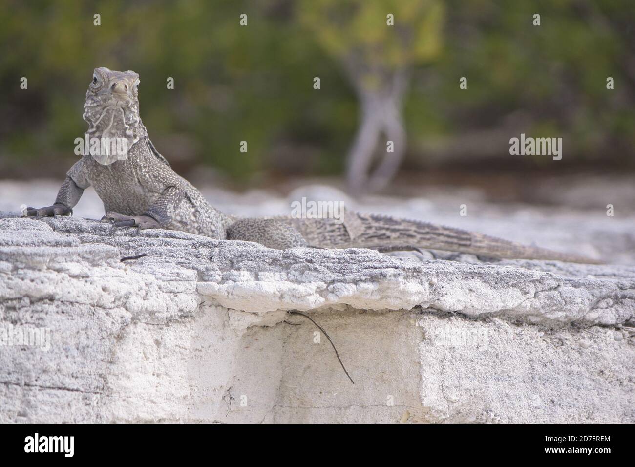 Leguanas Cayo Largo Iguana's Island Stockfoto