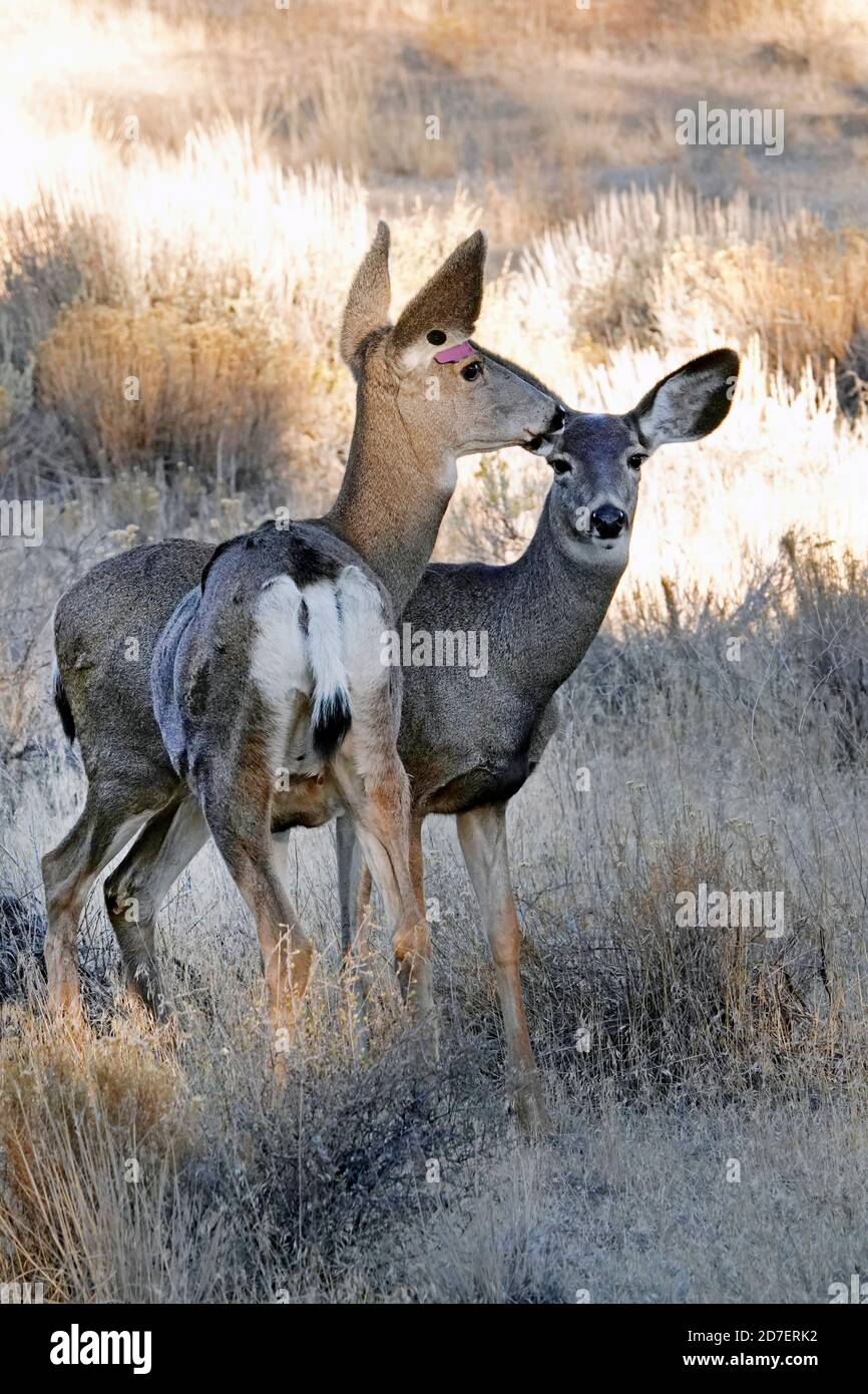 Maultierhirsche und Rehkitze, Odocoileus hemionus, ernähren sich von der Sagebürste in einer ländlichen Gegend in der Nähe von Bend, Oregon. Stockfoto