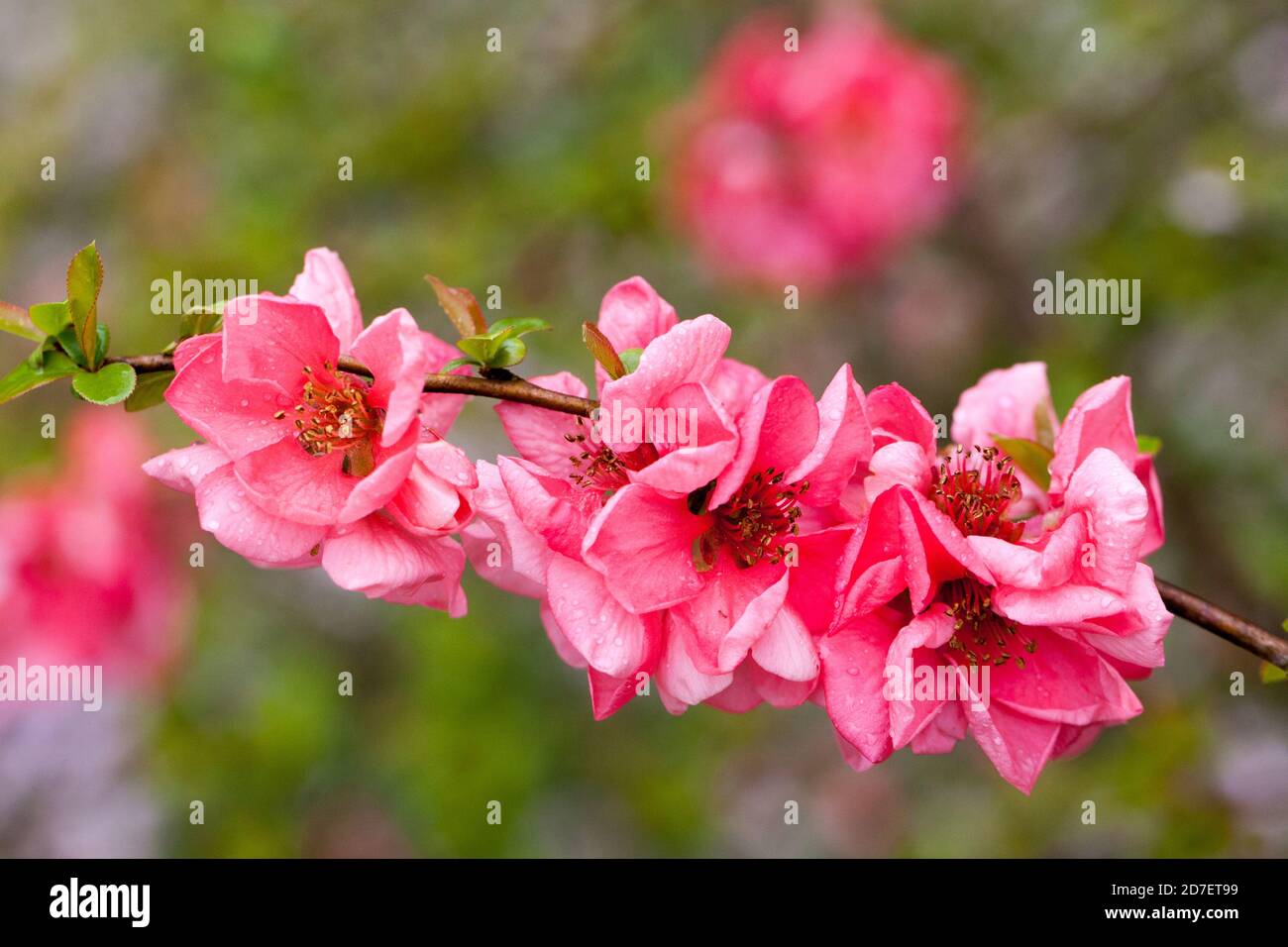 Quitten Blüten Chaenomeles Rosa Lady Blüte Stockfoto