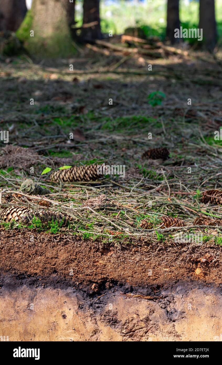 Organische Schicht und Oberboden eines Luvisol in einer Fichte Wald Stockfoto