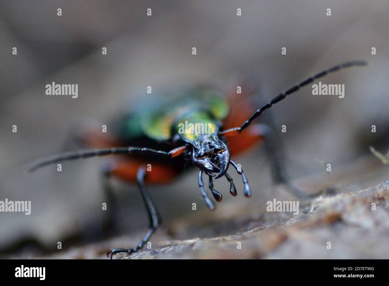 Nahaufnahme eines bunten Käfers Stockfoto