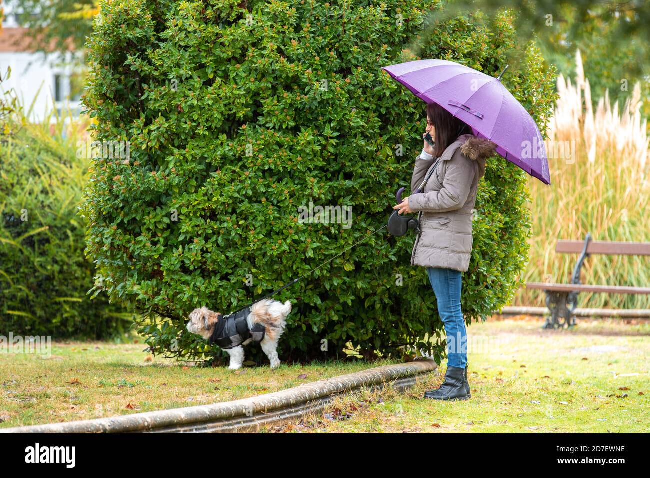 Frau mit Sonnenschirm, die mit ihrem Hund im Park spazieren geht Im Regen sprechen Mitra am Telefon Stockfoto