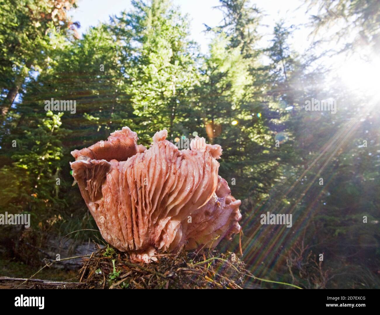 Hygrophorus Täubling, ein großer rosafarbener Pilz, der im pazifischen Nordwesten gefunden wurde. Dieses Hotel liegt in den Cascade Mountains im Zentrum von Oregon. Nicht essbar. Stockfoto