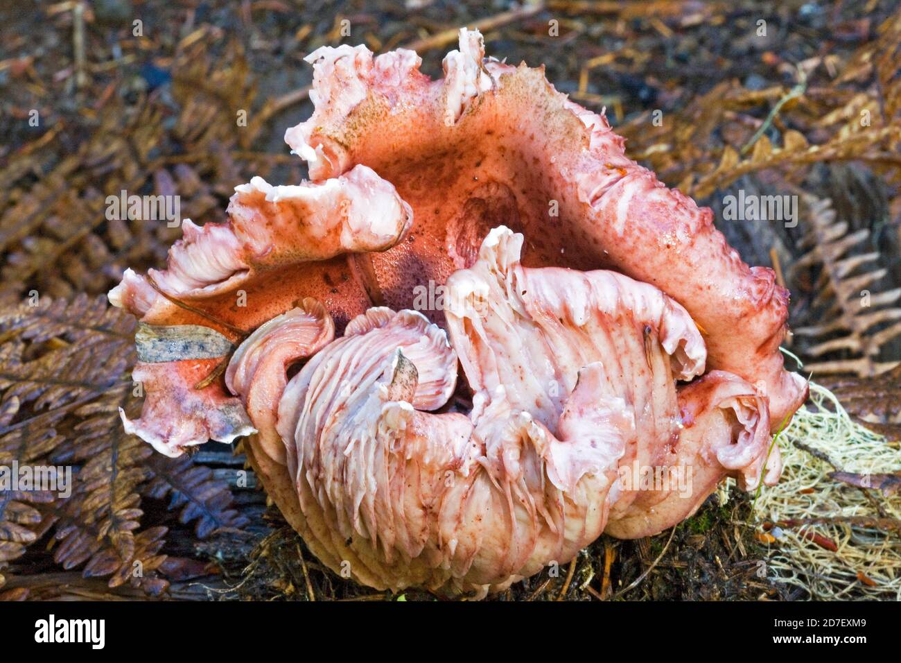Hygrophorus Täubling, ein großer rosafarbener Pilz, der im pazifischen Nordwesten gefunden wurde. Dieses Hotel liegt in den Cascade Mountains im Zentrum von Oregon. Nicht essbar. Stockfoto