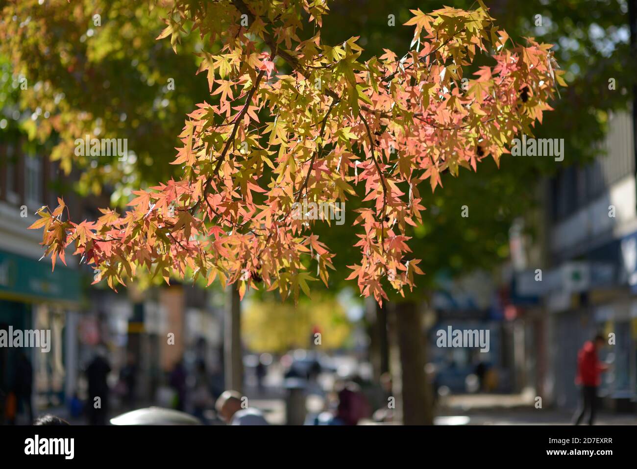 Der Herbst beginnt auf der High Road, Ahornbaum. Stockfoto