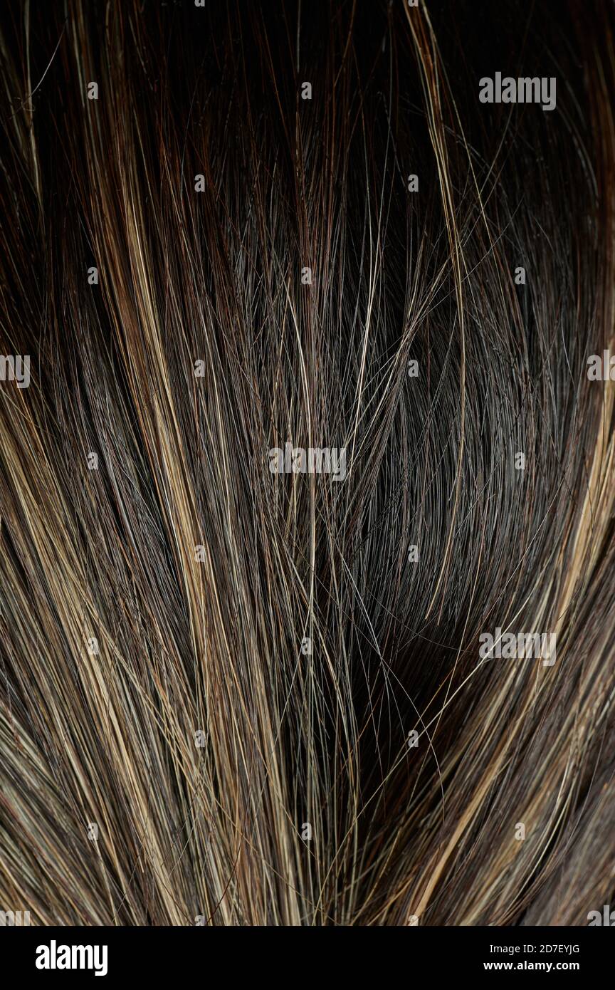 Dunkles Haar mit weißem Hintergrund Nahaufnahme Stockfoto