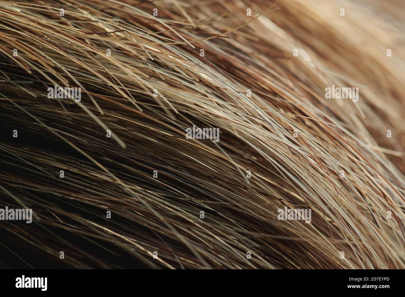 Braunes gesundes Haar endet auf verschwommenem Hintergrund Stockfoto