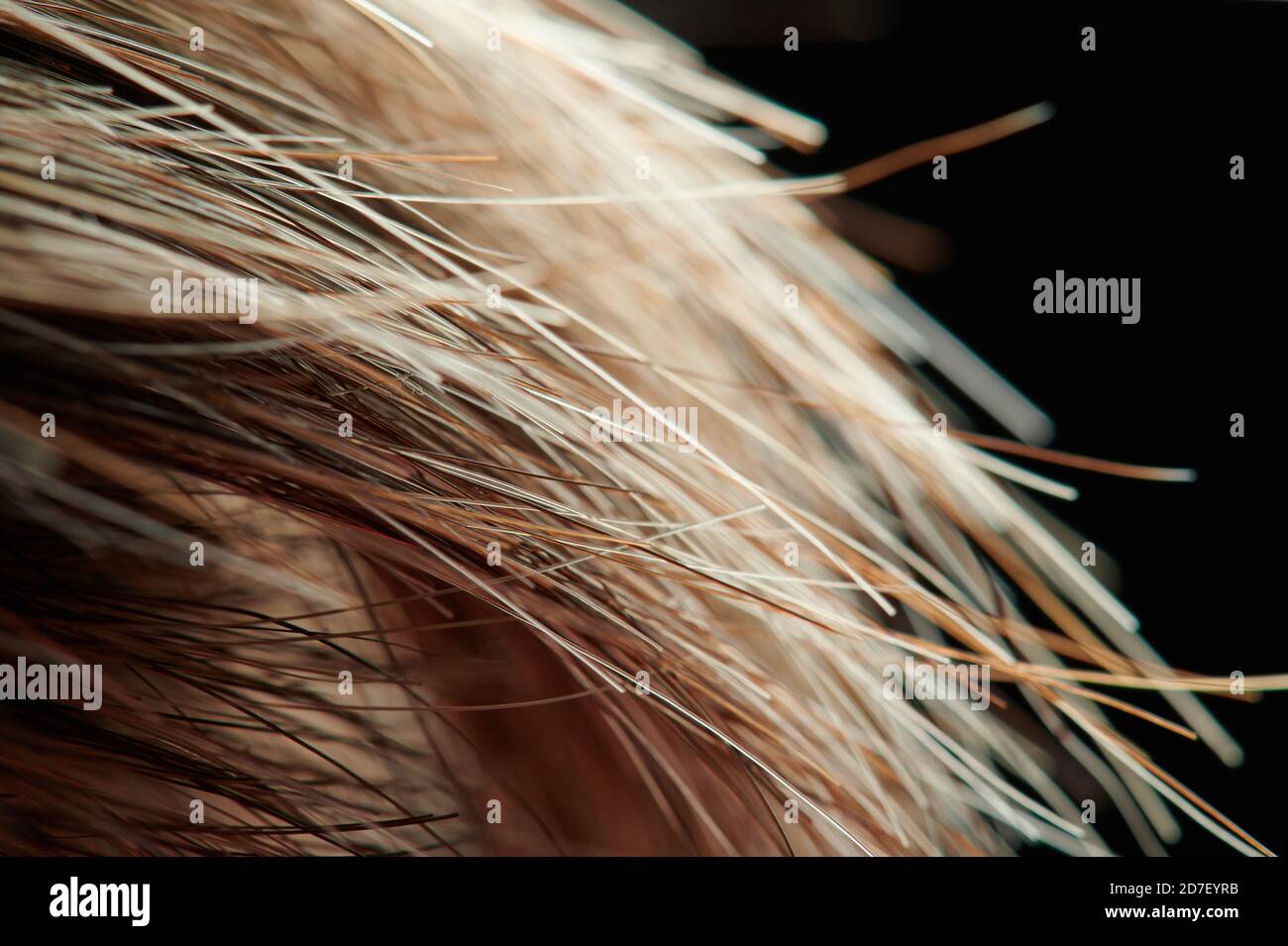 Hellbraun Frau Haar Makro Nahaufnahme Ansicht auf schwarz Hintergrund Stockfoto