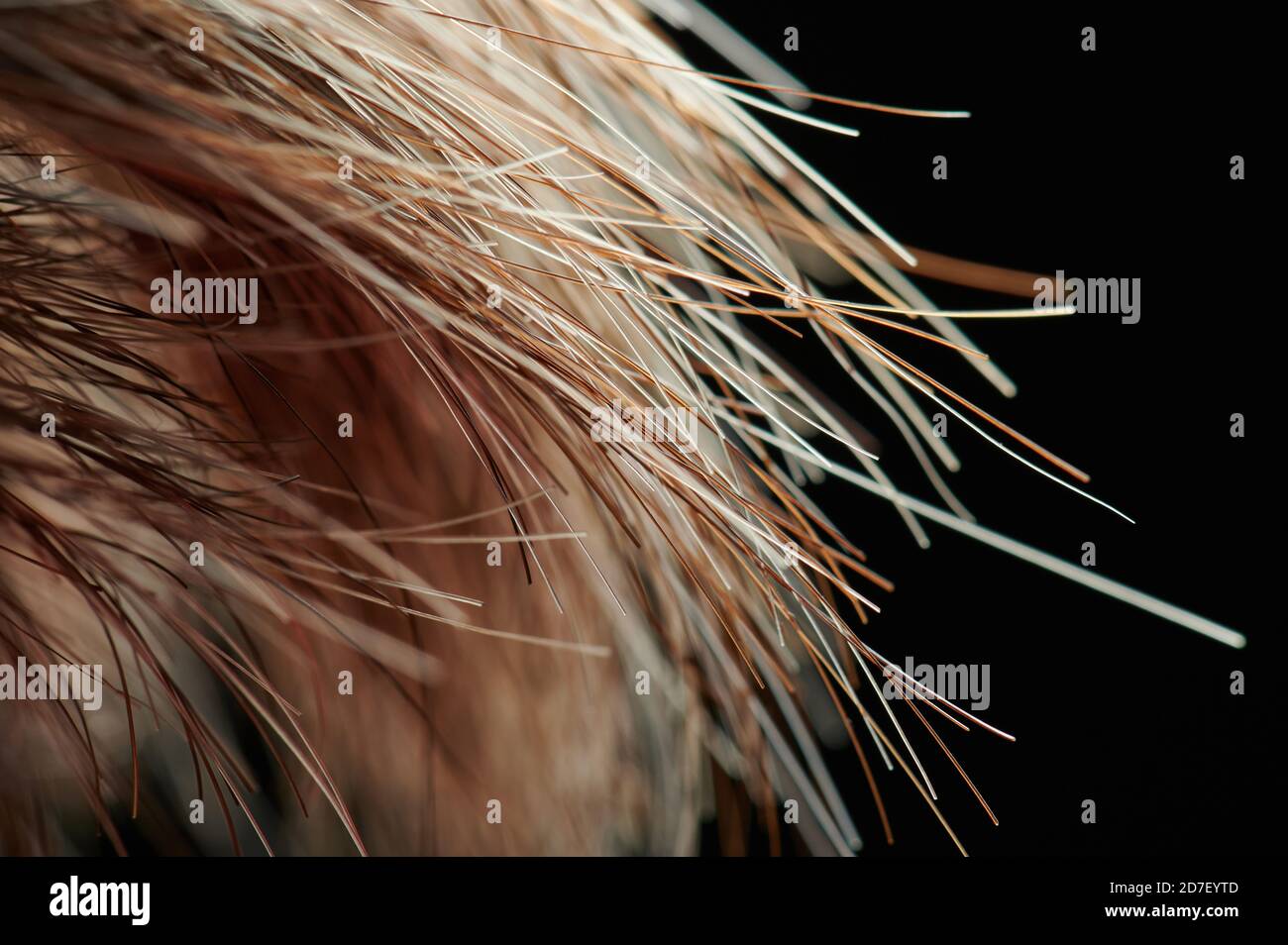 Gesunde gerade helle braune Haare endet Makro Nahaufnahme Ansicht Stockfoto