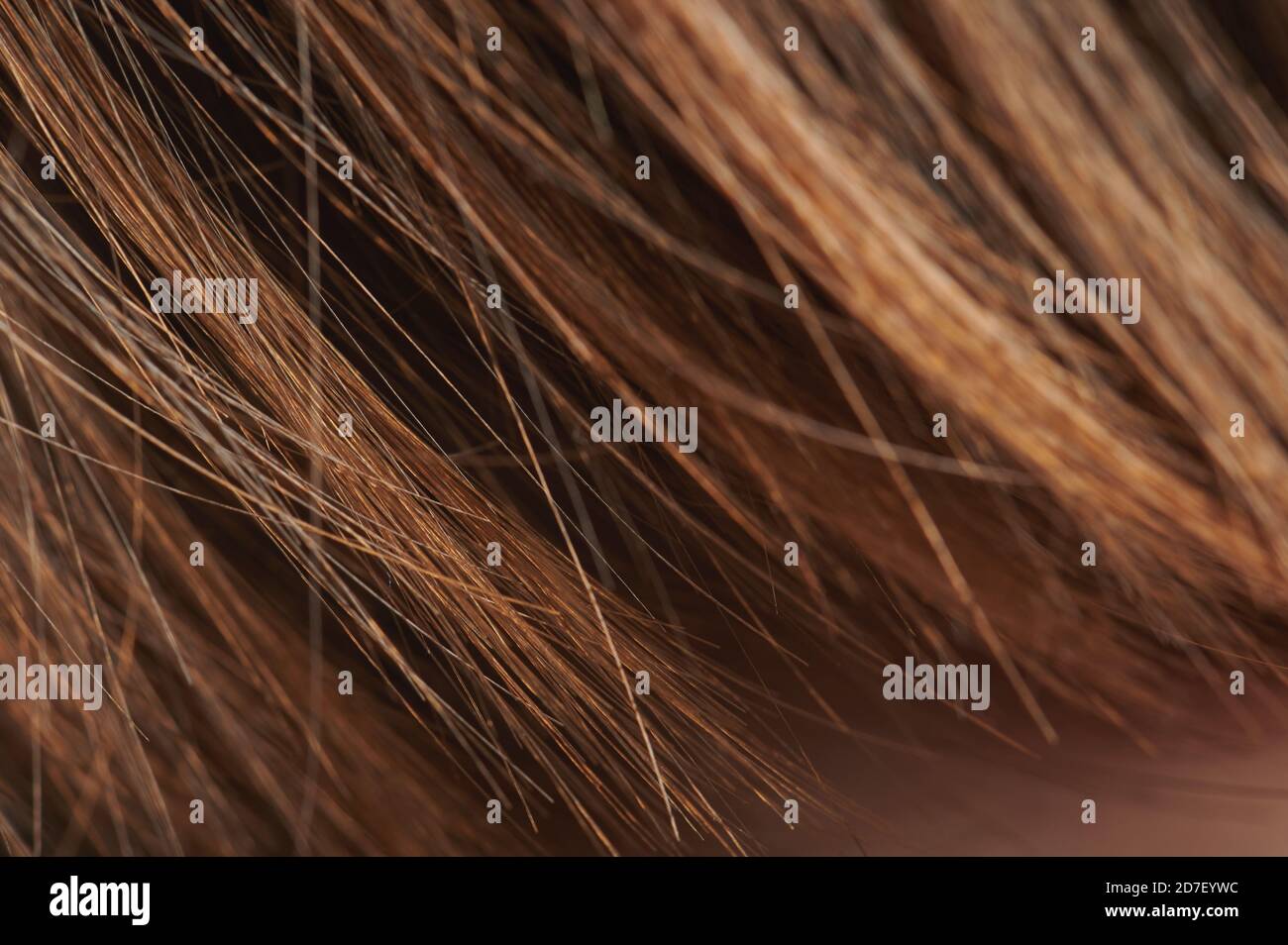 Braun orange Farbe Haar Makroansicht. Enden der Heide Haar Stockfoto