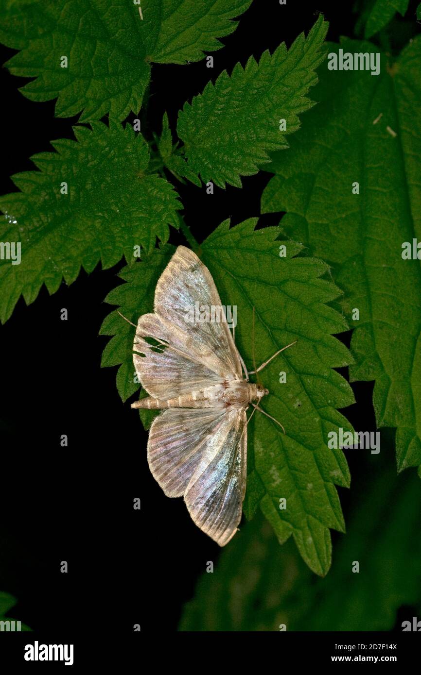 Perlmutt (Patania ruralis) Stockfoto