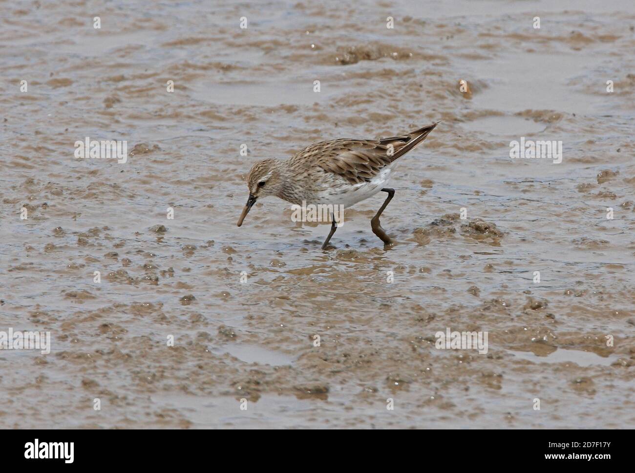 Weißrumpeliger Sandpiper (Calidris fuscicollis), Wintergefieder, der sich auf Wattflächen ernährt Provinz Buenos Aires, Argentinien Januar Stockfoto