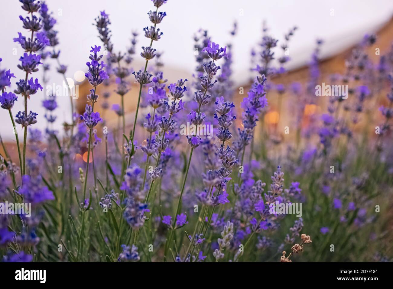 Blühende Lavendelblüten aus nächster Nähe Stockfoto
