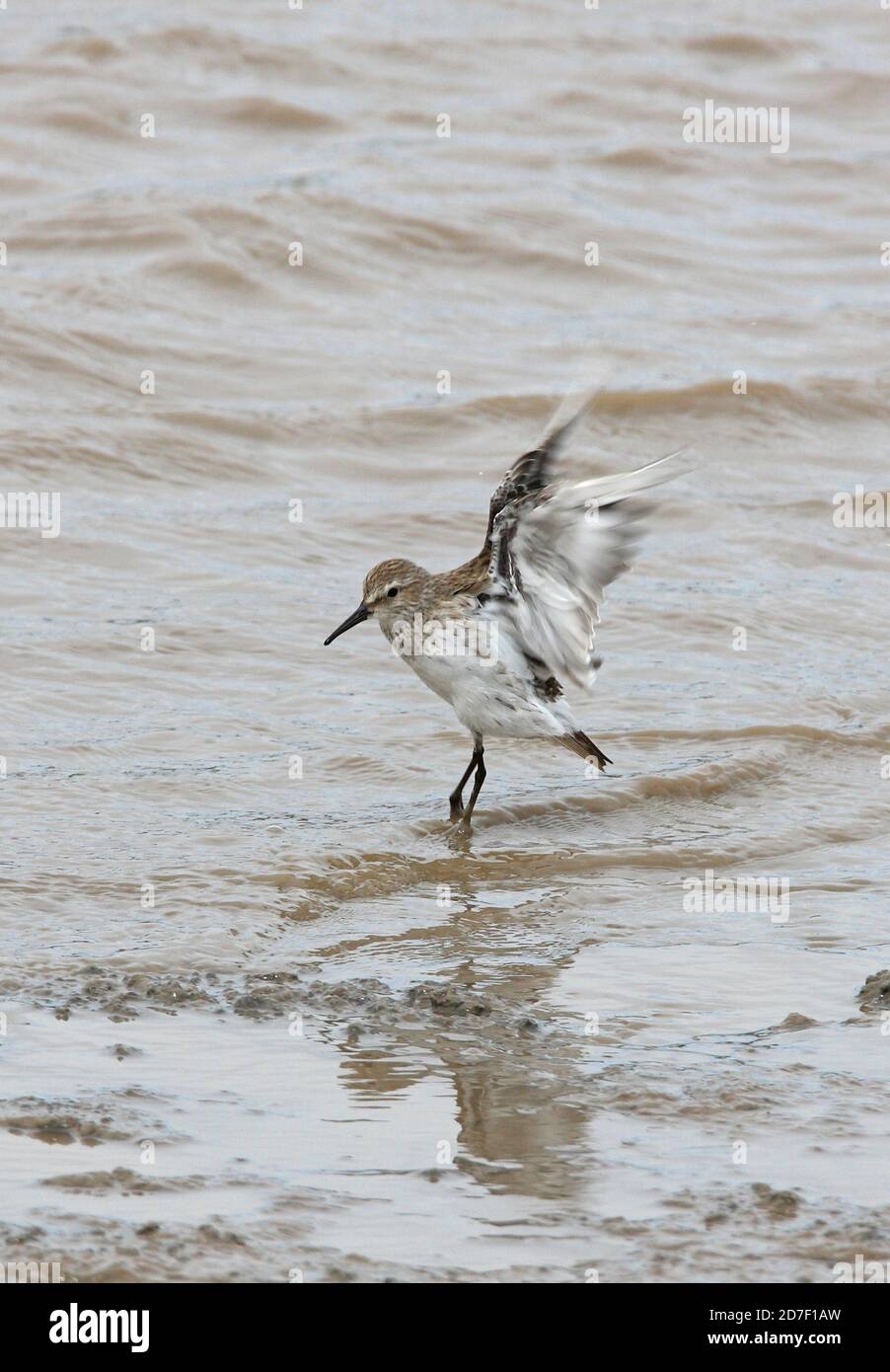 Weißrumpf-Sandpiper (Calidris fuscicollis) Winter Gefieder Vogel schwebt in seichtem Wasser Buenos Aires Provinz, Argentinien Januar Stockfoto