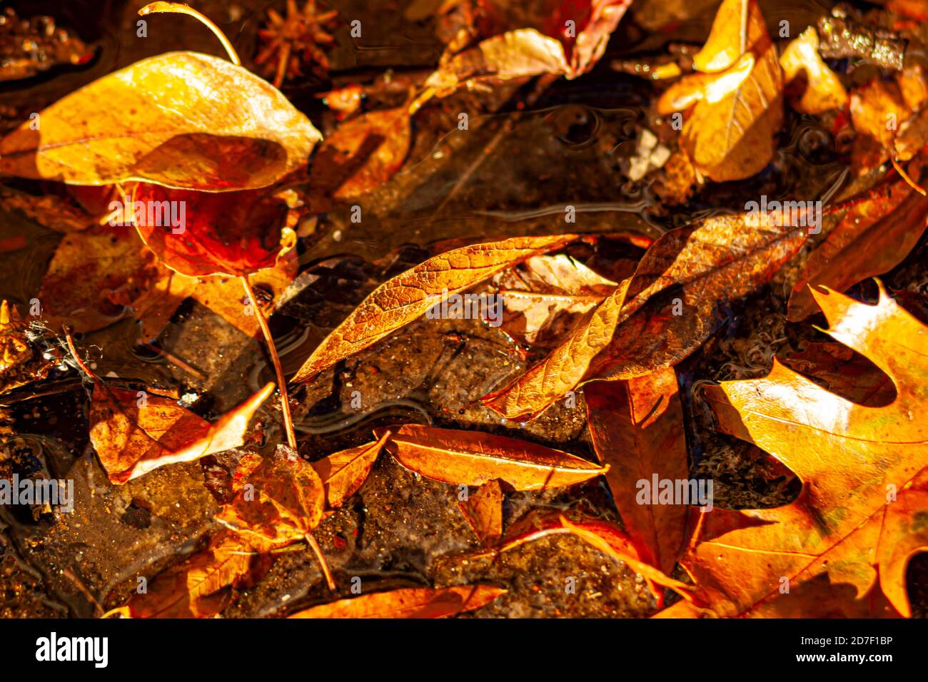 Nahaufnahme vereinzeltes Bild von gefallenen Blättern, die den Waldboden im Herbst bedecken. Verschiedene braune, rote und orange Blätter liegen nebeneinander auf schlammigem Boden Stockfoto
