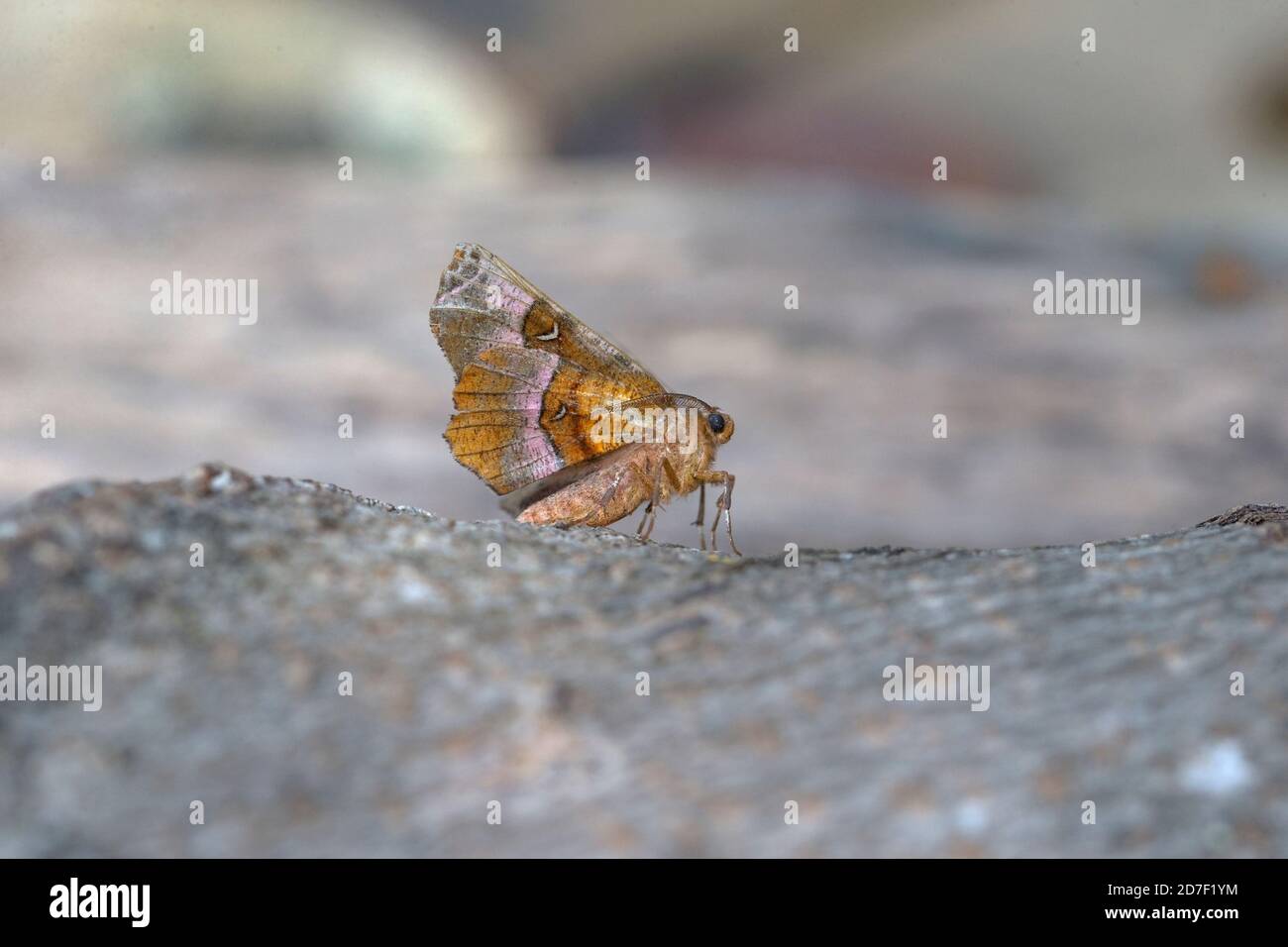 Purpurthorn (selenia tetralunaria) Stockfoto