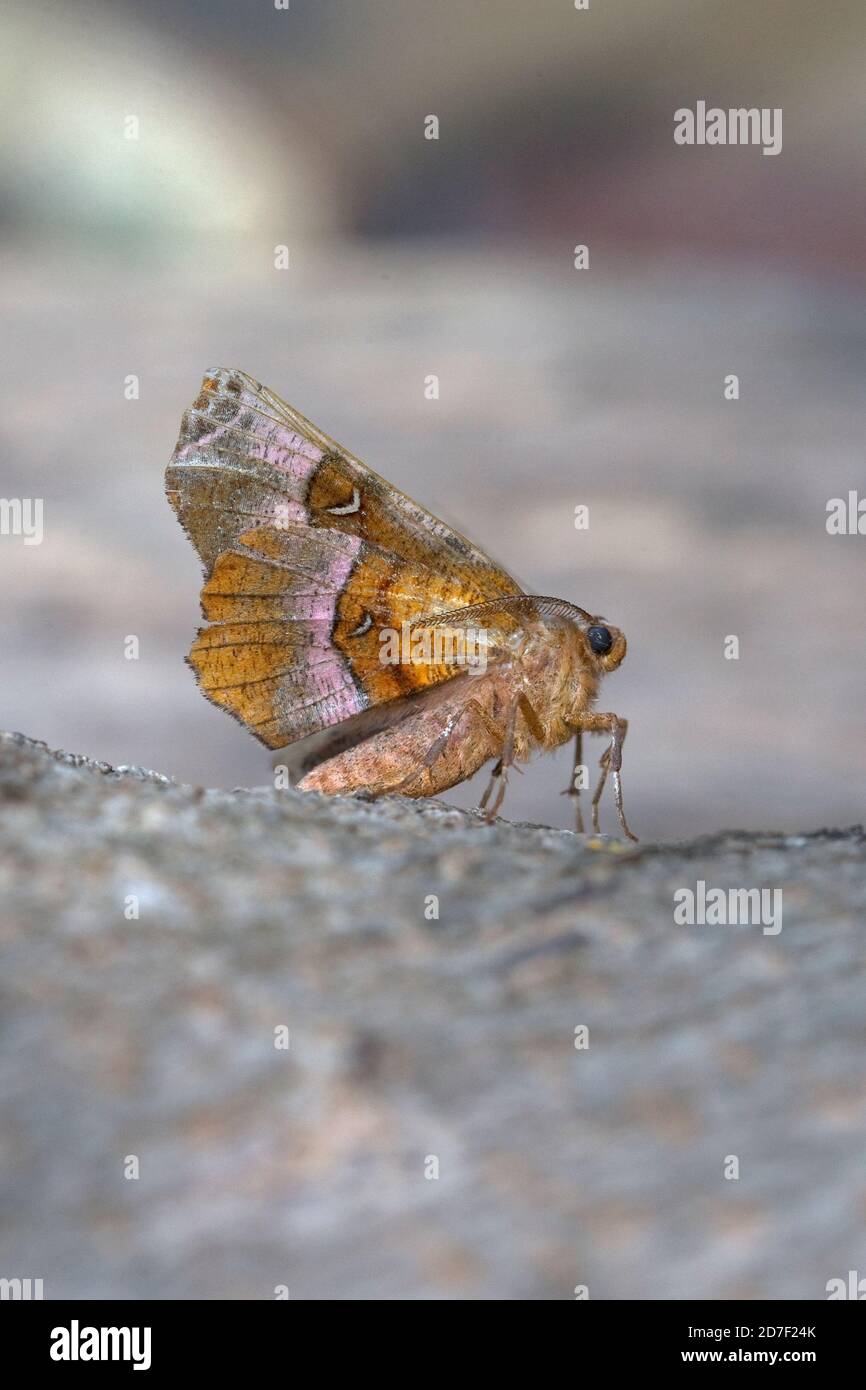 Purpurthorn (selenia tetralunaria) Stockfoto