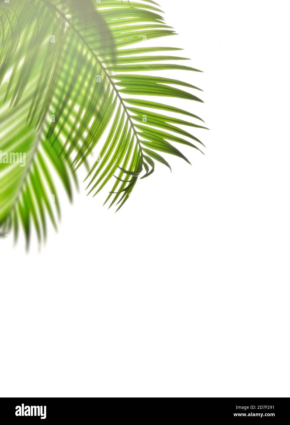 Blätter der Palme isoliert auf weißem Hintergrund. Stockfoto